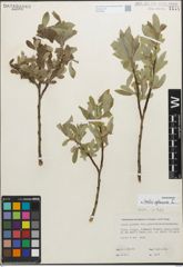 Foto von Salix glauca L.
